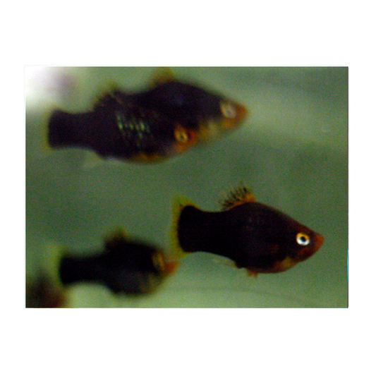 Red Parrot Platy