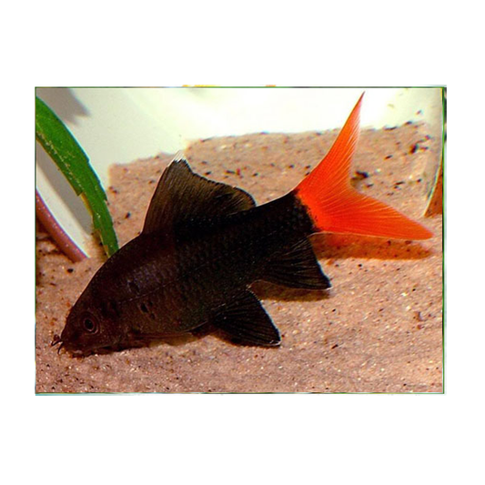 Red Tail Black Shark