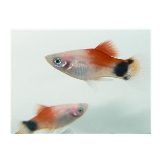 Red Top Mickey Mouse Platy