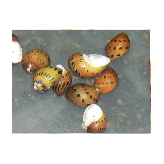 Red Union Snail