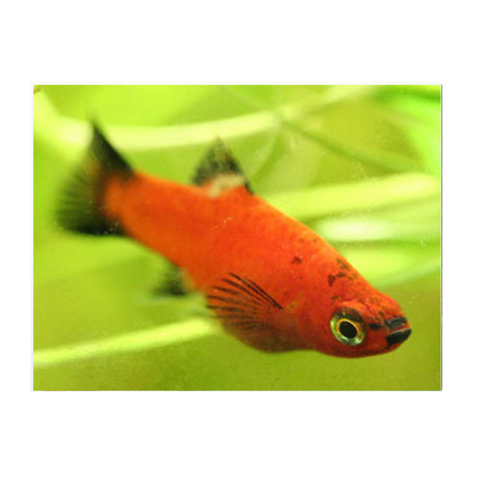 Red Wag Platy