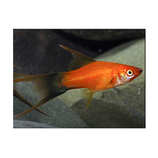 Red Wag Lyretail Sword