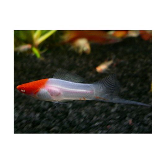 Red & White Kohaku Wag Swords