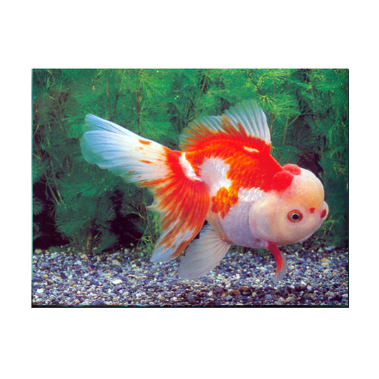 Red & White Oranda
