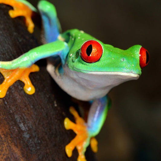 Red Eye Tree Frog