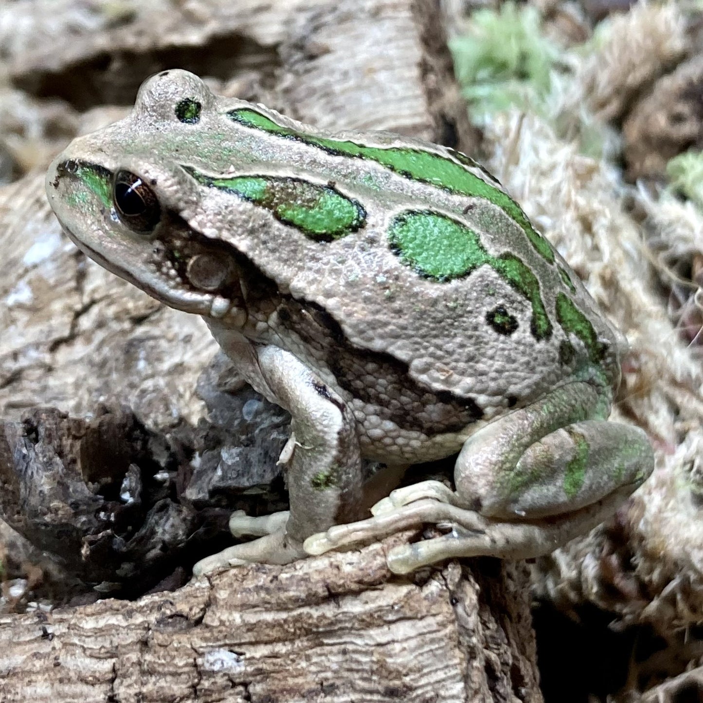 Riobamba Marsupial Frog