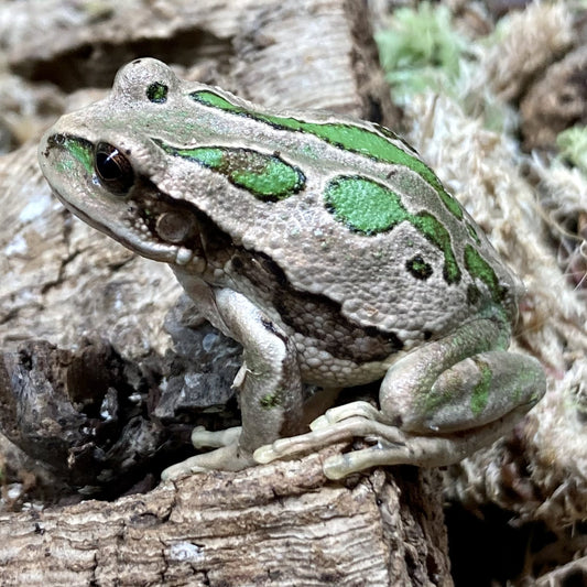Riobamba Marsupial Frog