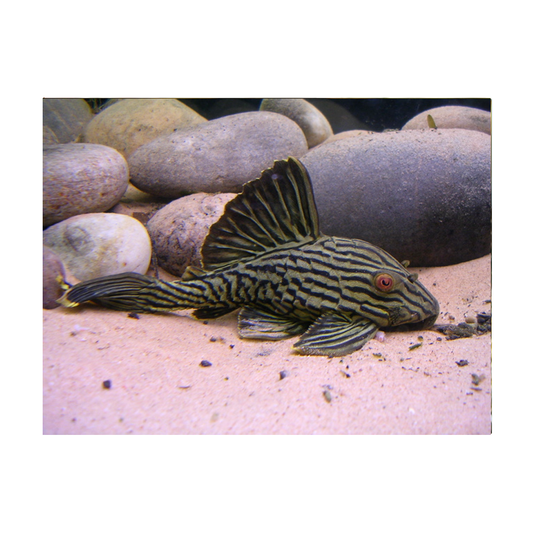 Royal Pleco L-190