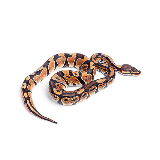 Royal Python