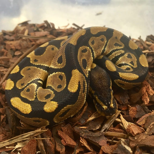 Snakes – Seth's Little Zoo