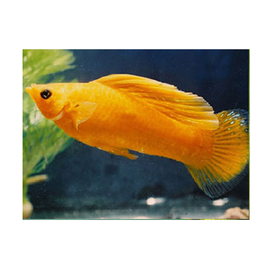 Saffron Molly