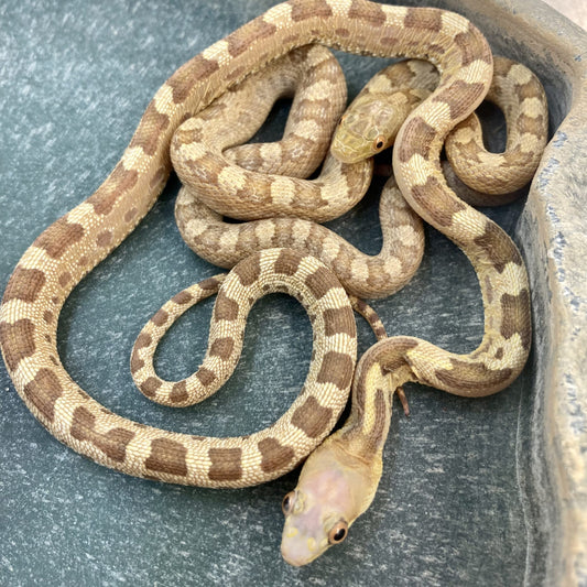 Scaleless & Het Scaleless Everglades Rat