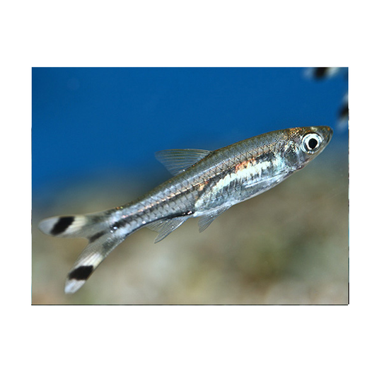 Scissortail Rasbora