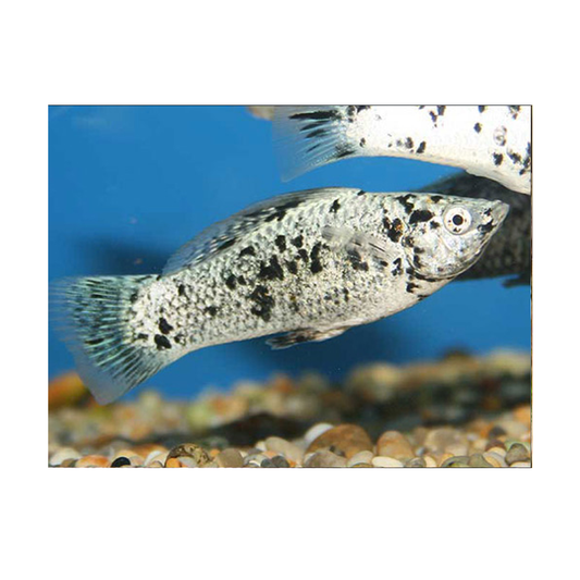 Silver Dalmation Molly