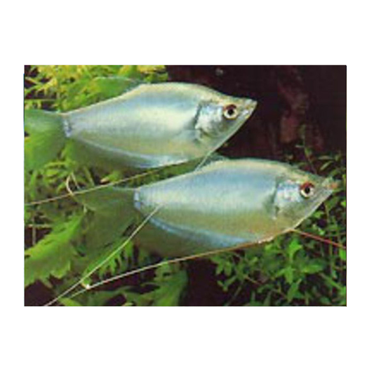 Silver Gourami
