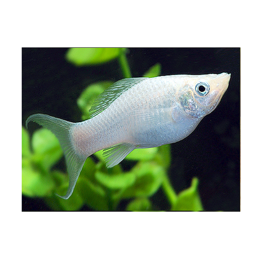Silver Lyretail Molly