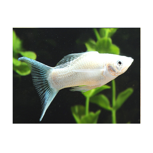 Silver Molly