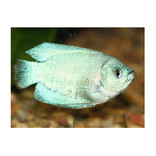 Sky Blue Male Dwarf Gourami