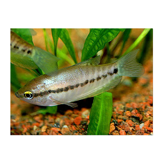 Snakeskin Gourami