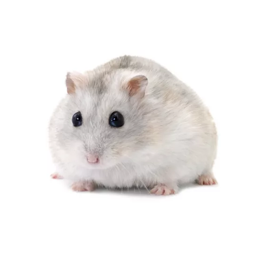 Snow White Hamster