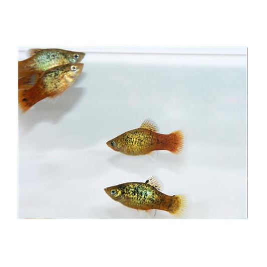 Spotted Red Flame Platy