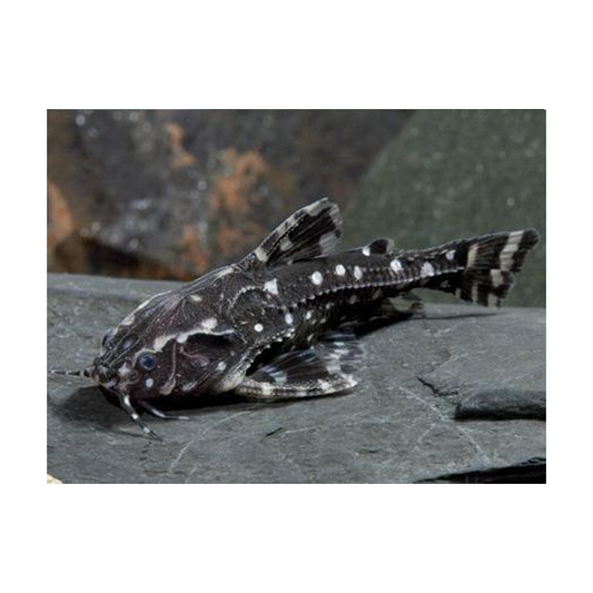 Spotted Talking Catfish