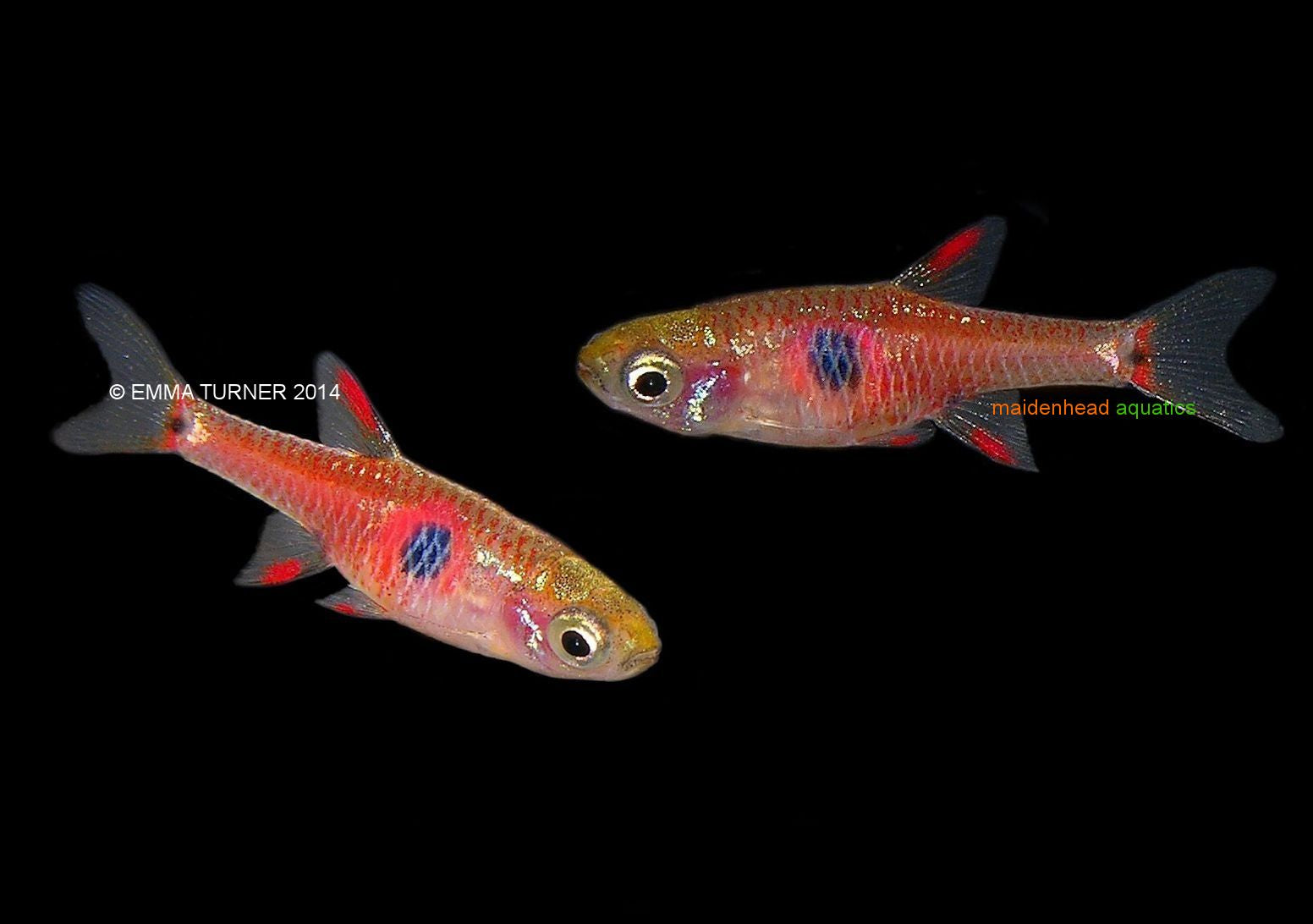 Strawberry Rasbora – Seth's Little Zoo