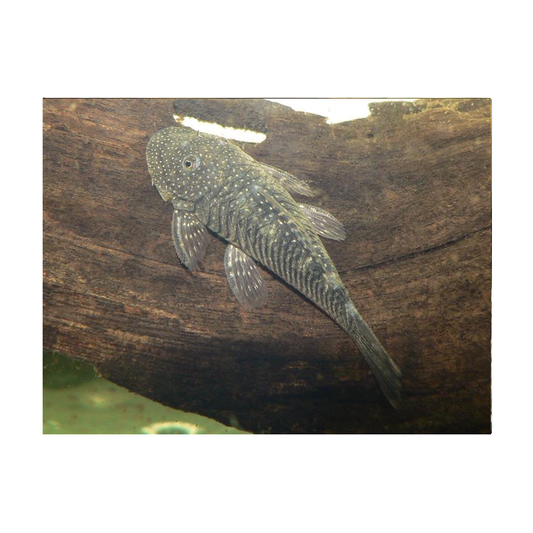 Striped Bulldog Pleco L-187