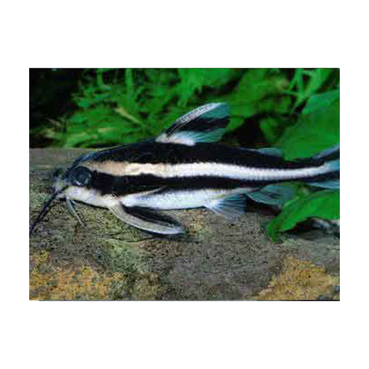 Striped Talking Catfish