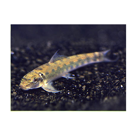 Sucking Loach