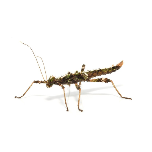 Sunny Stick Insect