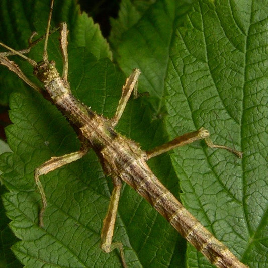 Sunny Stick Insect