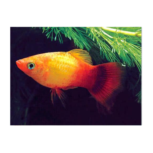 Sunset Comet Platy