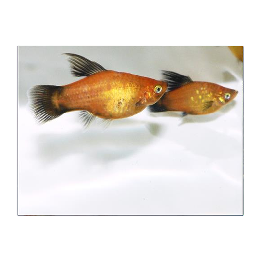 Sunset Wag Platy