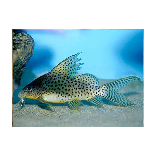 Synodontis Network Featherfin