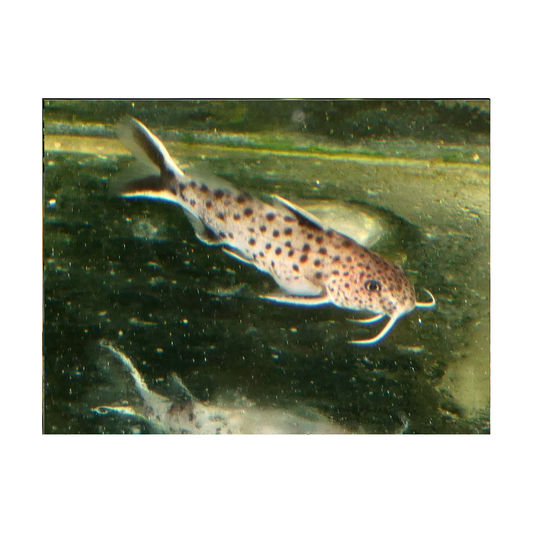 Synodontis Petricola