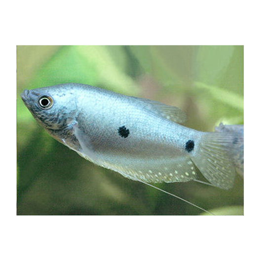 Three Spot Gourami