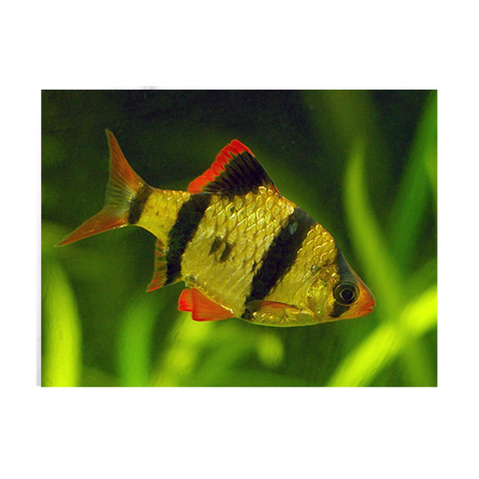 Tiger Barb