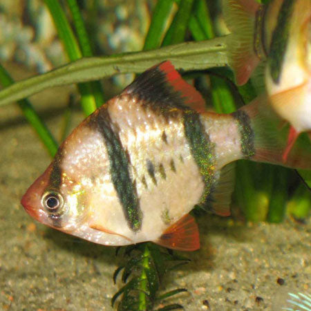 Tiger Barb L