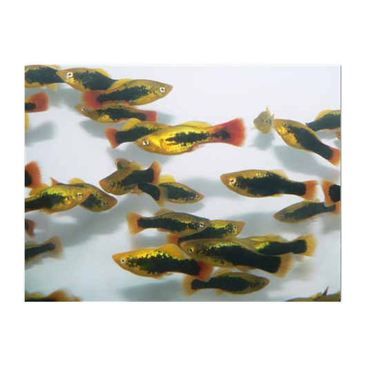 Tuxedo Variatus Platy
