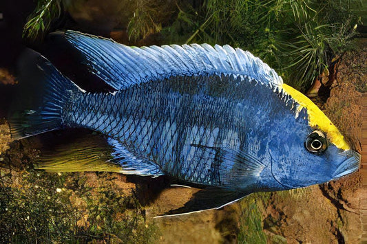 Haplochromis Sulphur Head 3"
