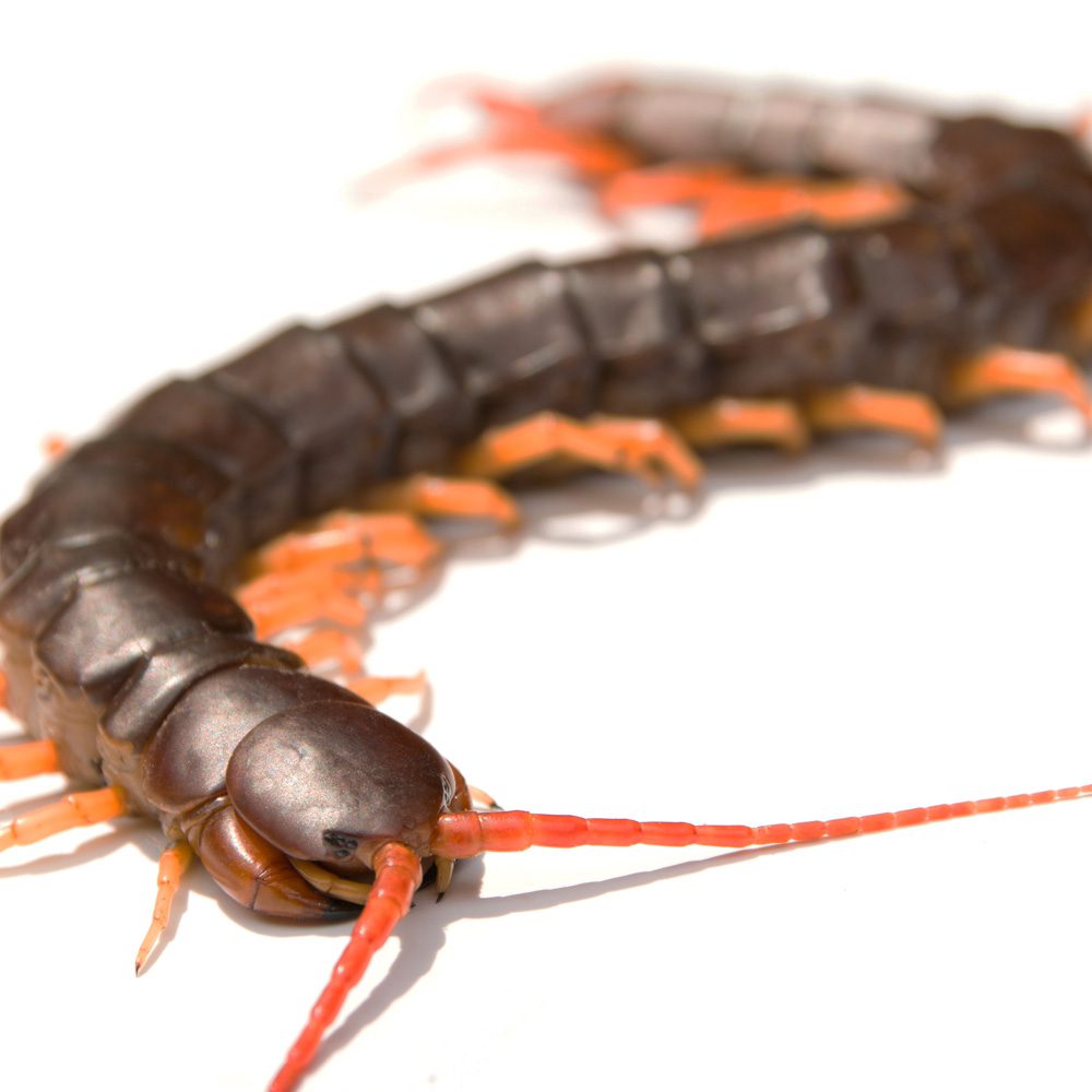 Vietnamese Giant Centipede