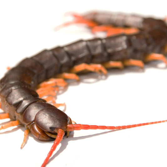 Vietnamese Giant Centipede
