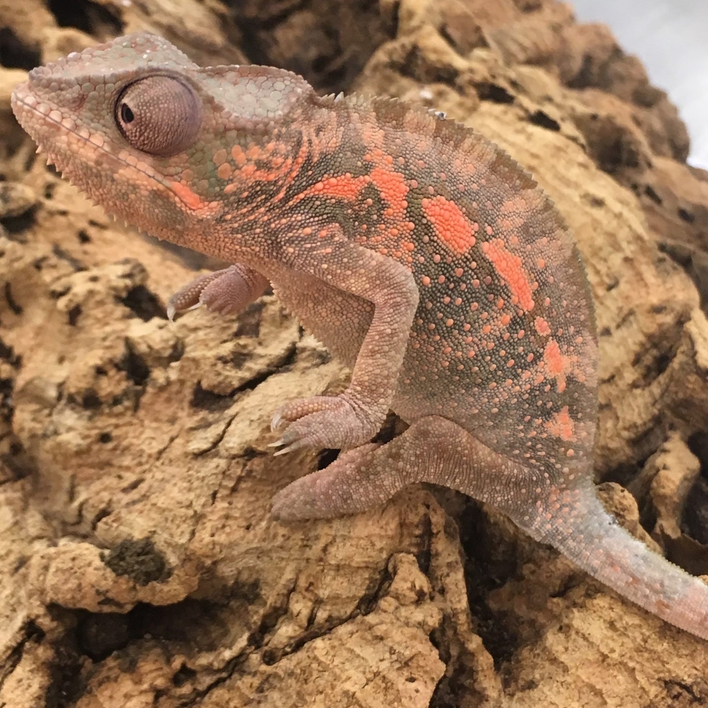 Panther Chameleon
