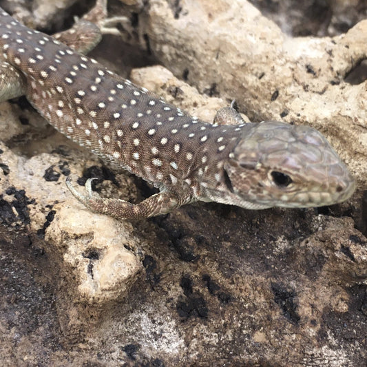 European Eyed Lizard