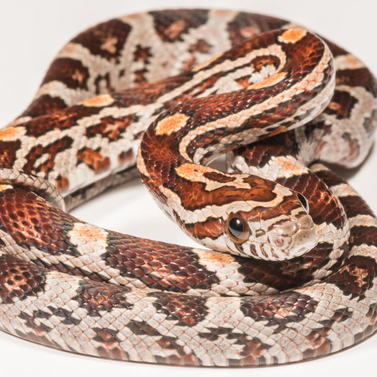 Normal Corn Snake