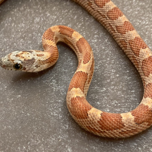 Sunkissed Motley Corn Snake