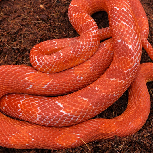 Amel Bloodred Corn Snake
