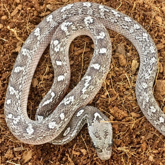 Granite Tessera Corn Snake