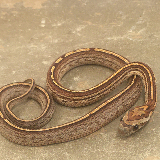 Corn Snake